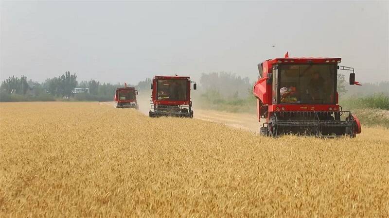邹城小麦进入全面收获期 有望实现单产总产双增