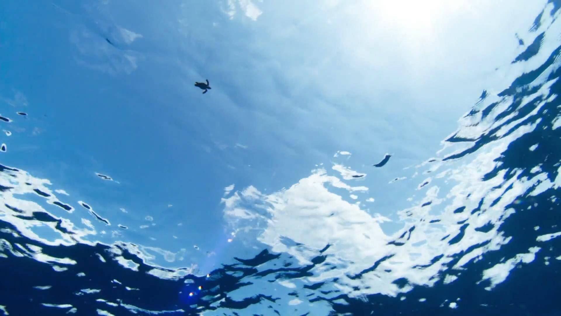 岸綠灣美 魚鷗翔集 1分鐘讓你愛上山東這片蔚藍的海
