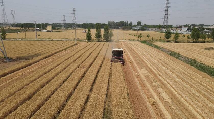 泗水：25万亩小麦收获已全面展开