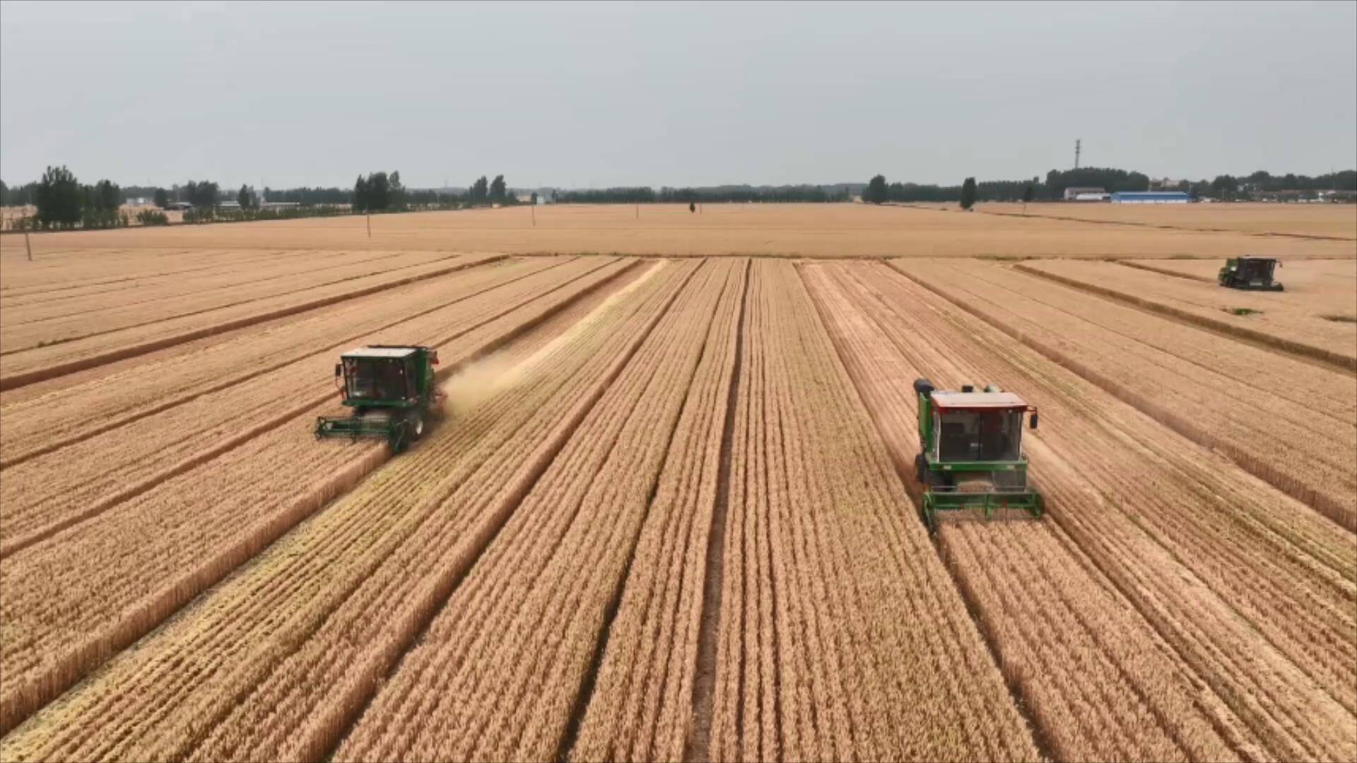 茌平多举措保三夏生产 83万亩小麦颗粒归仓
