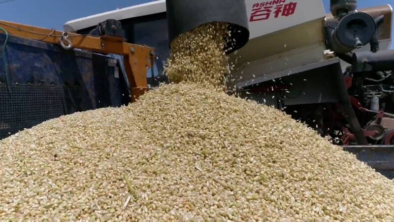 泰安新泰市：“一条龙”作业 助力小麦抢收