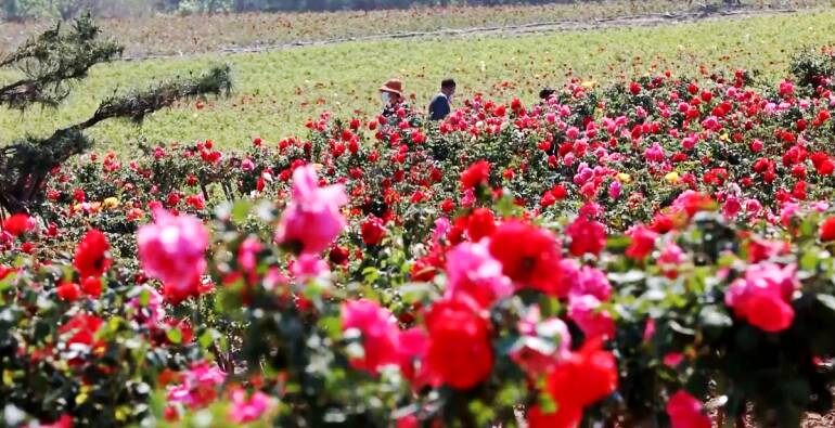 诗画潍坊丨昌乐30多万棵月季花汇成“百亩花海” 姹紫嫣红引燃“夏日激情”