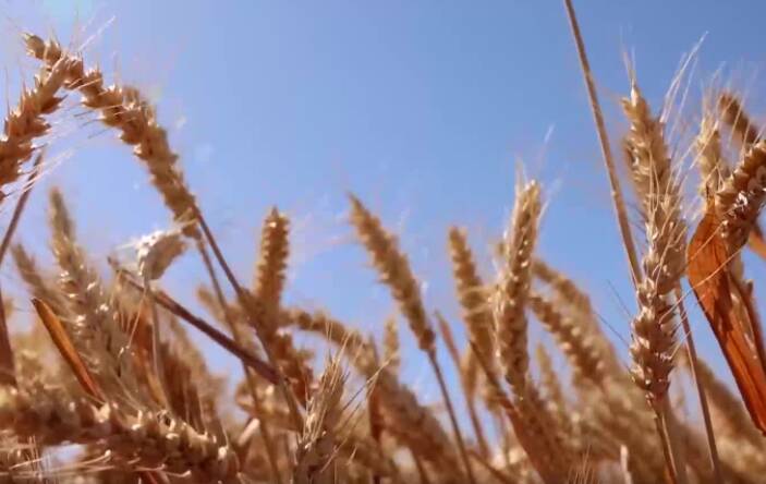 一亩地小麦能卖两千多，滕州芒种时节麦收忙