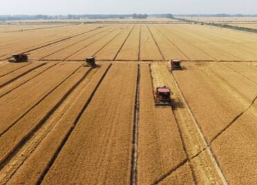 平原88.6万亩小麦开机收割，“吨半粮”核心区高产攻关田丰收在望