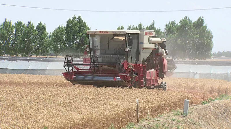 全程机械化 昌邑75.35万亩小麦开镰收割