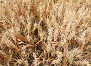 临邑 “吨半粮”核心区实打测产再创新高，小麦高产密码：“7311工程”