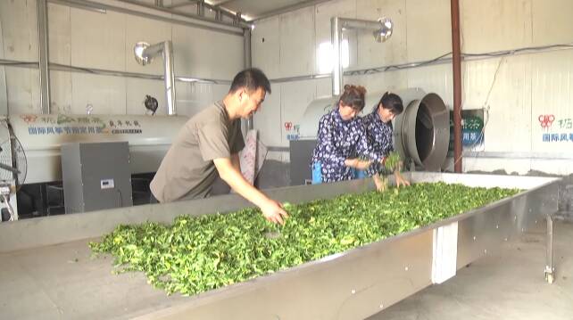 安丘柘山：第一茬山茶开始采摘 有机绿茶带动乡邻增收致富