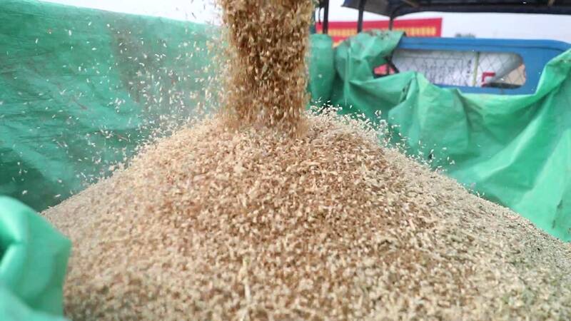 实测平均亩产811.06公斤！聊城优质小麦品种创高产佳绩