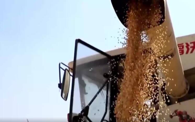 11个地块小麦亩产突破800公斤，“鲁南粮仓”滕州“饭碗”端得稳
