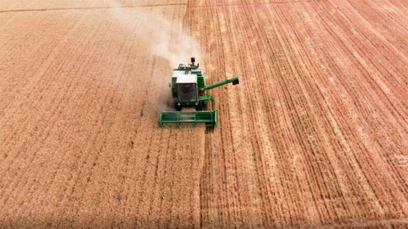 德州小麦收获424.71万亩进度过半，玉米播种面积超四成