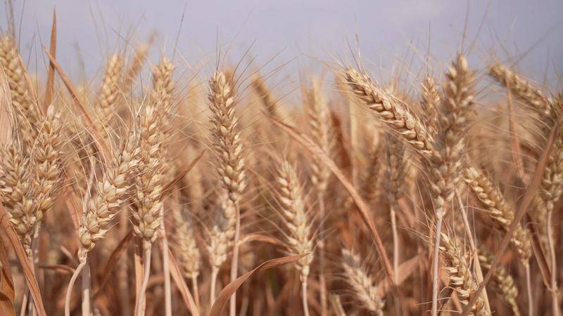 繁育8个品种、收购量约1800万斤，武城县2万亩小麦良繁喜获丰收