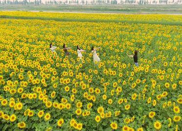 庆云：百亩油葵向阳开放，市民慕名前来“打卡”