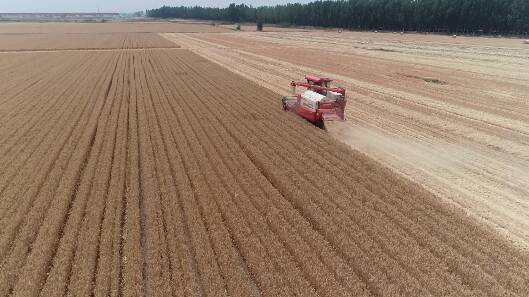 大豆、玉米做“邻居”！科技助力潍坊“三夏”生产高效推进