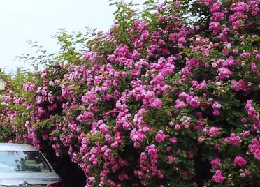 威海南海新区：蔷薇朵朵次第开 芳香四溢随风来
