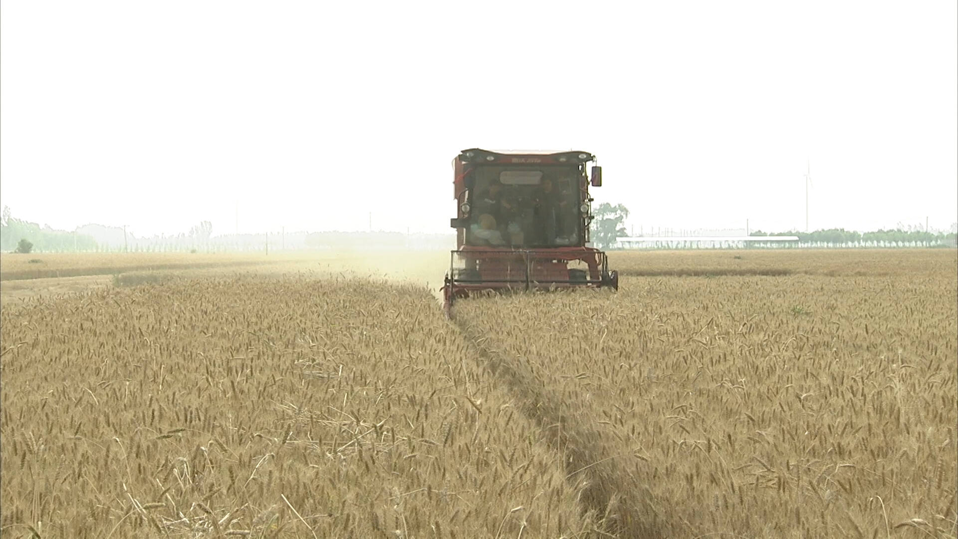 乐陵：87万亩小麦喜获丰收，平均亩产较去年增加48.5公斤