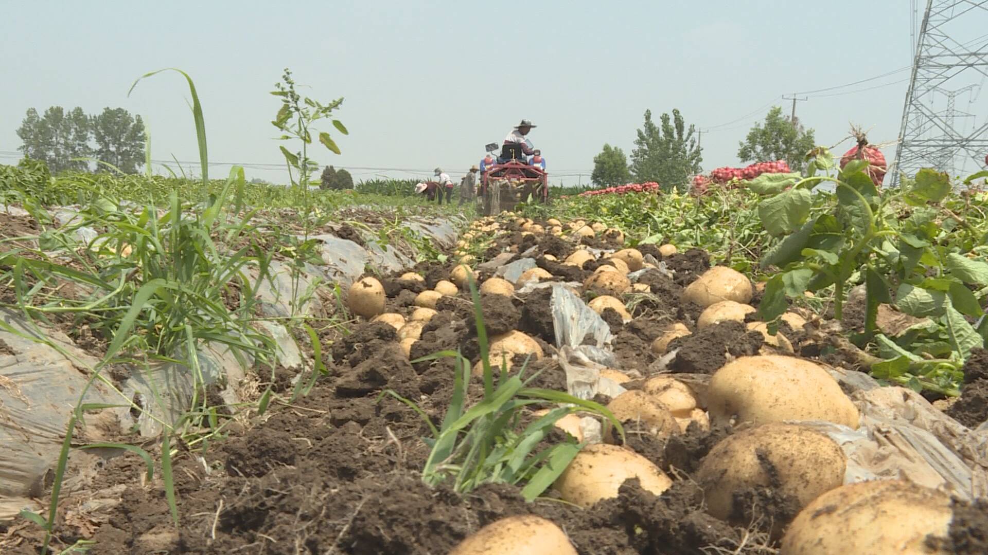 兰陵：1.2万亩土豆喜丰收！预计产值4300多万元