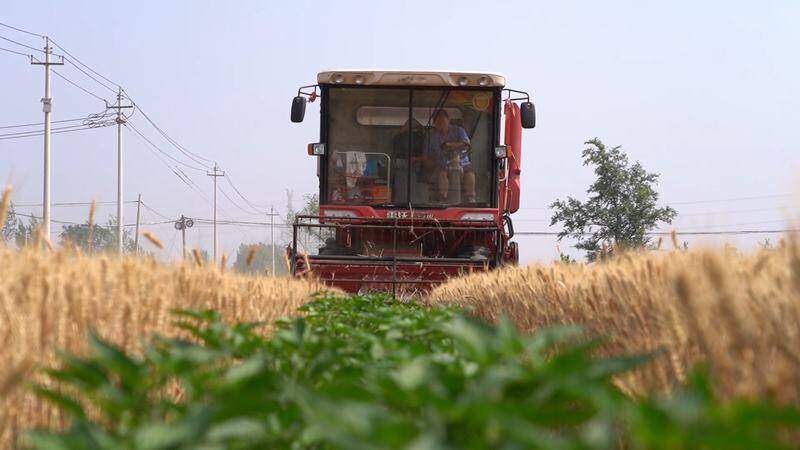 小麦+辣椒+玉米，每亩收入可达8000余元！武城创新推广“粮辣套”种植新模式