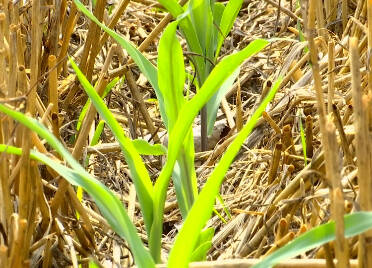 高温来袭，小心玉米种子被“烫伤”！德州农业专家田间来支招