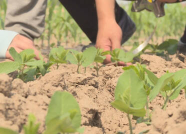 德州陵城区推行大豆玉米间作种植，技术培训+补贴助力农民“一地双收”