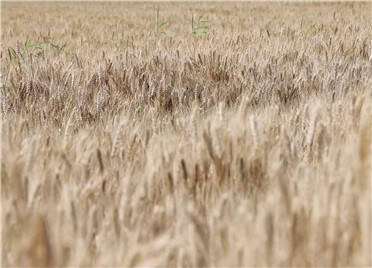 寿光小麦实打测产创佳绩 亩产769.32公斤