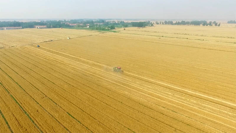 央视《新闻直播间》关注德州：建设高标准农田 810多万亩小麦再获丰收