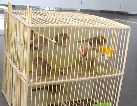 烟台：男子捕18只黄腾鸟被民警逮个正着