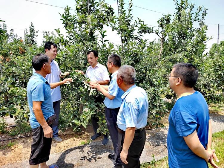 菏泽林业专家冒酷暑现场指导果树生产 推动黄河流域生态保护和林业高质量发展