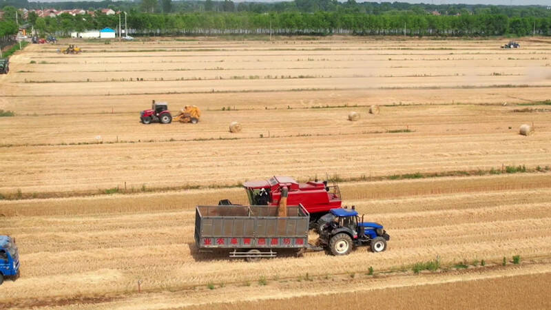 昌邑：全市小麦平均单产每亩476.5公斤 夏粮总产再创新高