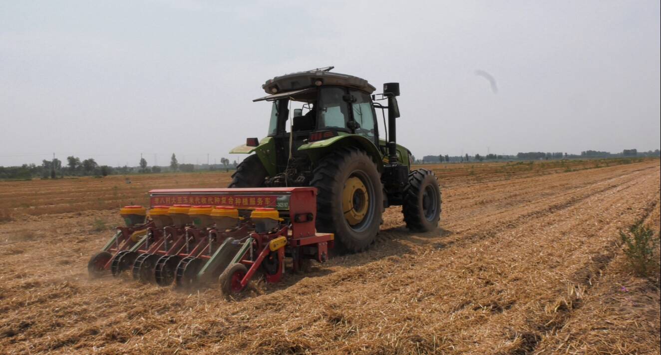 济南：推广大豆玉米带状复合种植技术 实现“玉米基本不减产、多收一季豆”