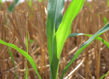 德州：农技专家田间指导 科学应对雨后玉米生产管理
