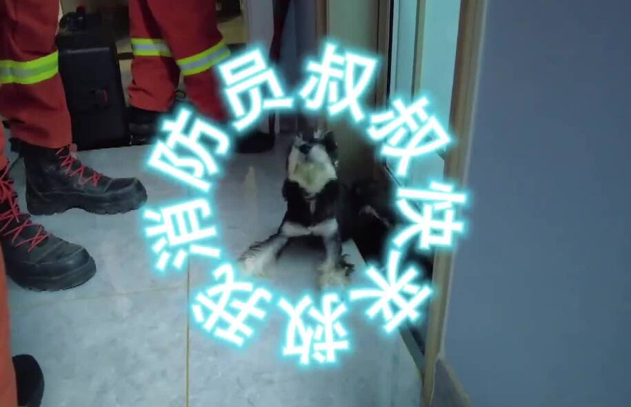?濱州一“毛孩子”腿被門夾住  消防出手迅速解圍