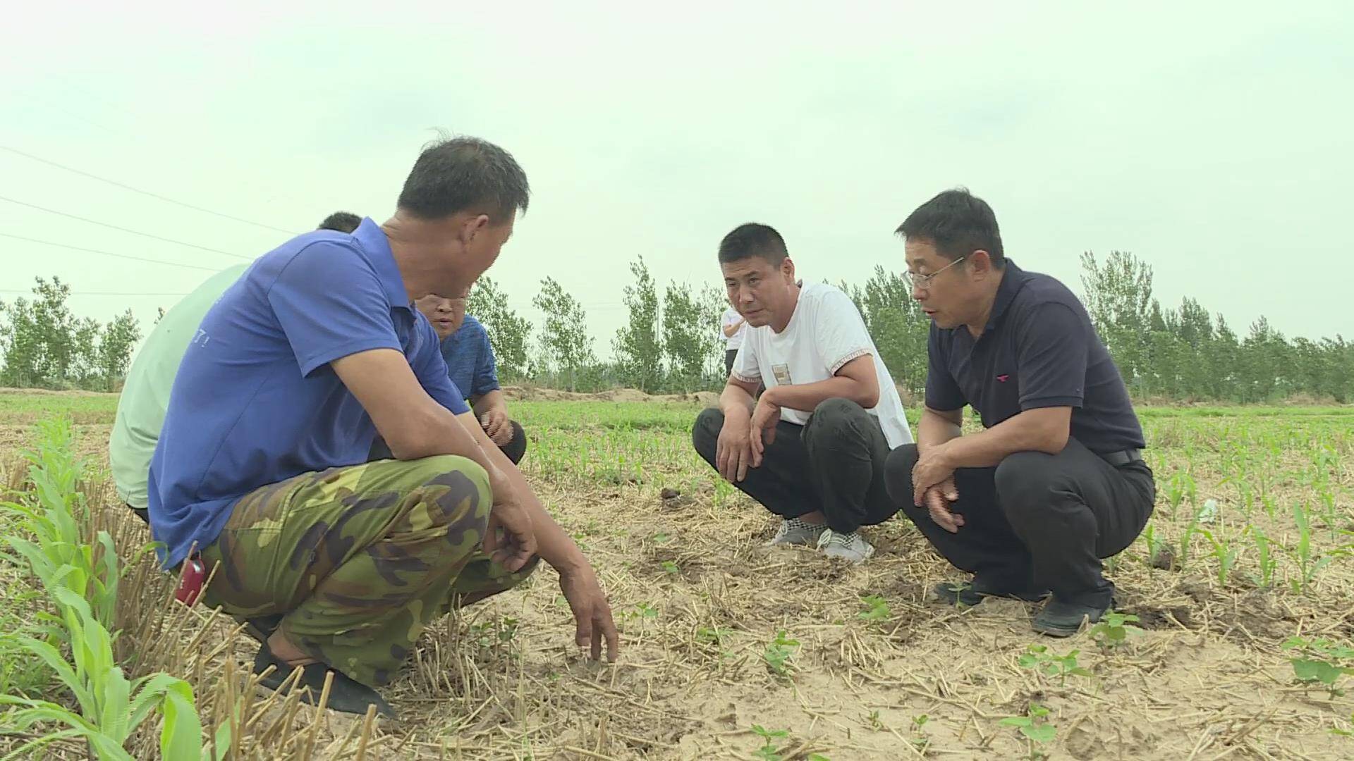 平原县：农技人员走进田间，支招玉米汛期管理