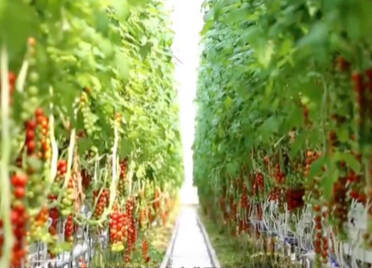 【山东新闻联播】庆云：“绿色有机”西红柿每斤卖到30元，产业园让村民家门口就业增收