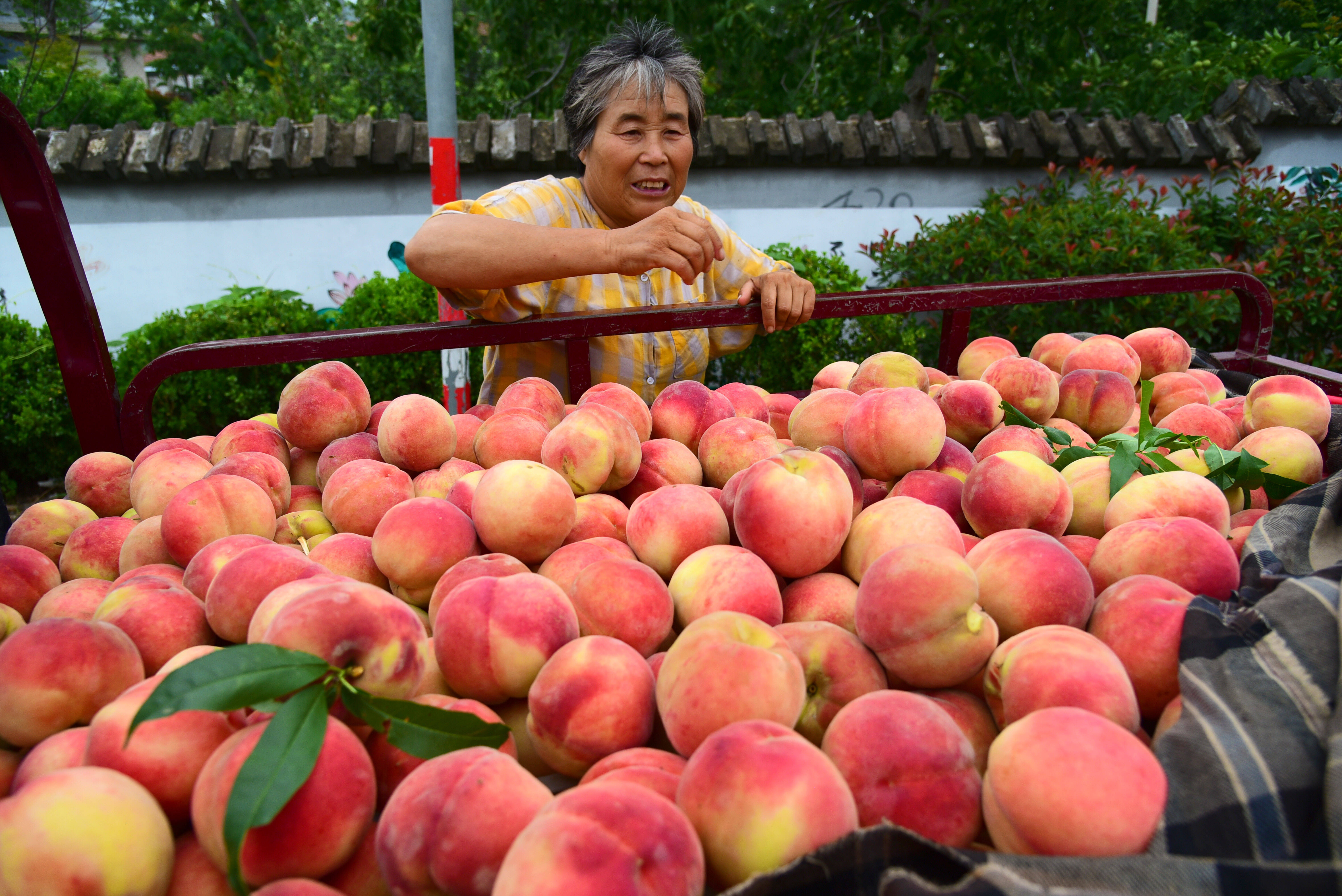 产销两旺！枣庄山亭3万亩鲜桃成熟上市