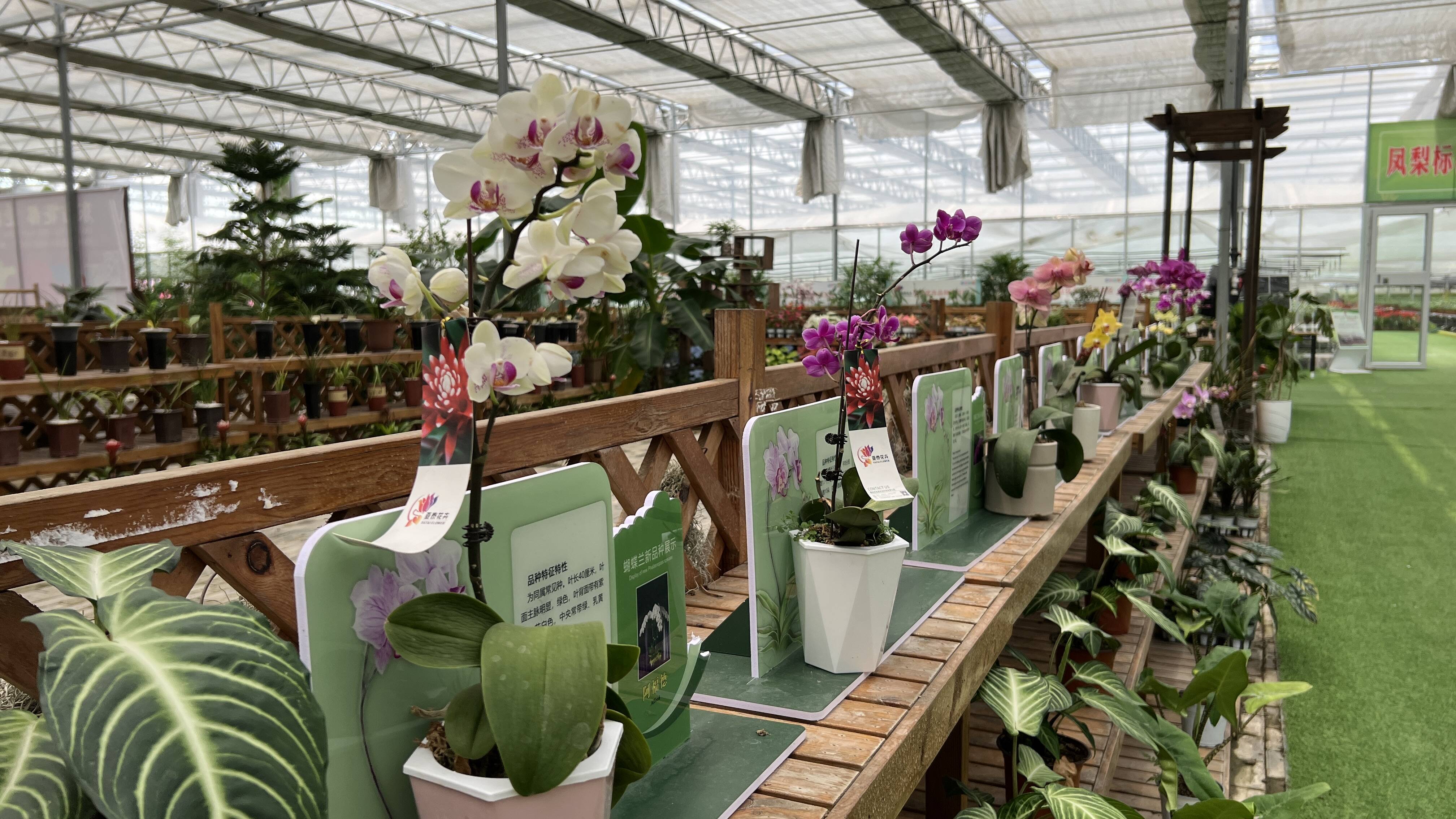 走在前 开新局丨“花骨朵”成长为“大产业” 青州年花卉交易额过百亿