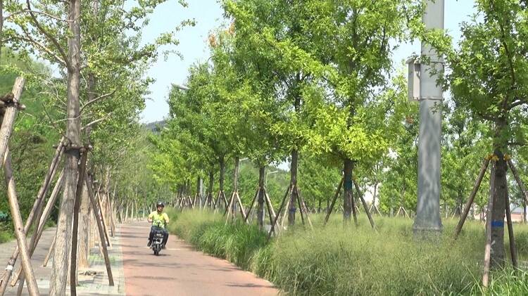 打造独特景观！济南CBD绿化大规模种植“变色”色叶树娜塔栎