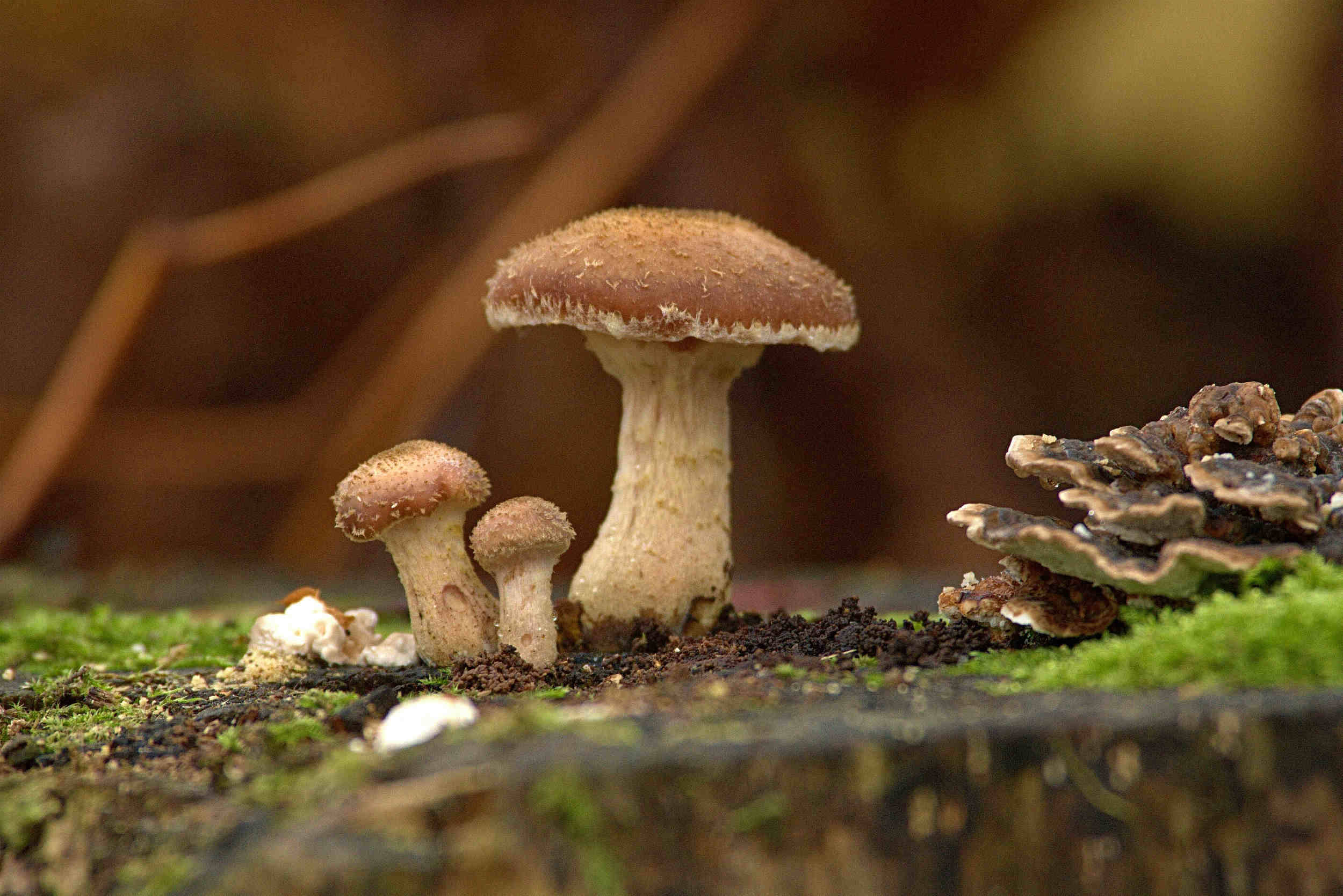 22种山东常见毒蘑菇图谱 路边的蘑菇你不要采！