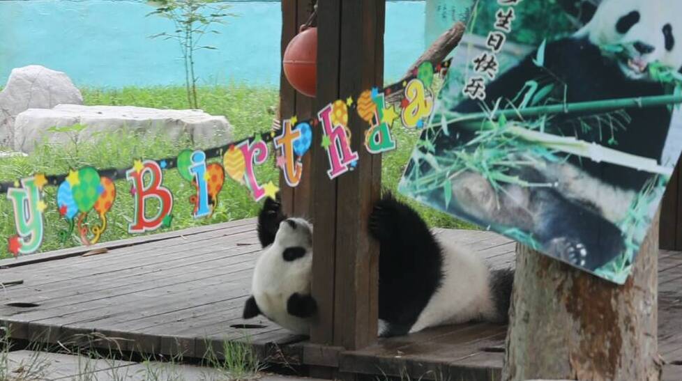 萌化了！临沂大熊猫银柯过生日 引众多“粉丝”围观