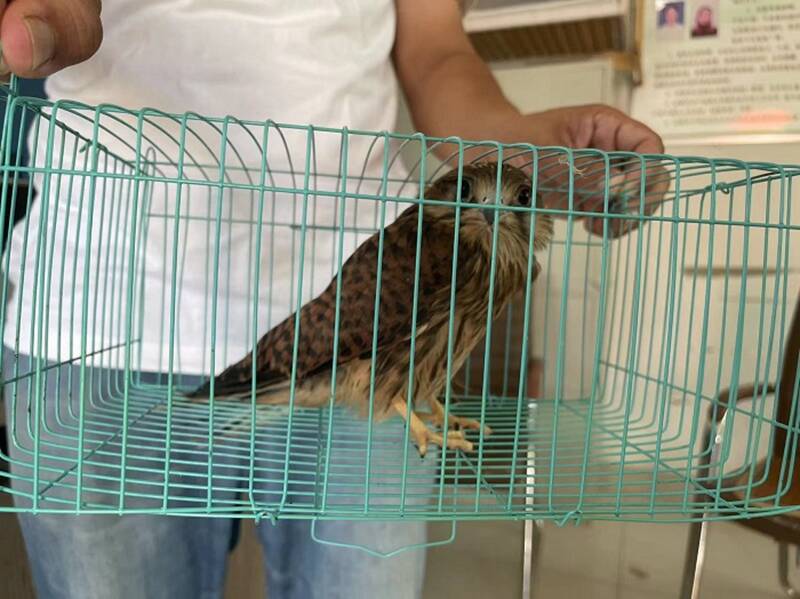 聊城热心市民救助一只“不会飞”的鸟，竟是国家二级保护动物“红隼”