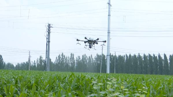 一架无人机一天作业七八百亩地！潍坊市坊子区以“硬核”措施保障33.7万亩玉米丰收