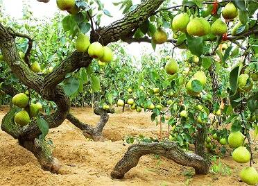 莱阳古梨树群系统保护与发展研讨会举办 助力莱阳梨产业高质量发展