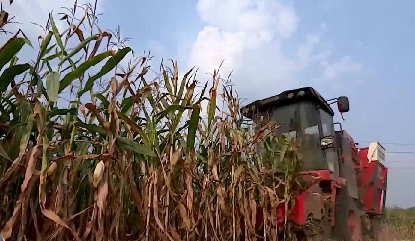 走在前 开新局｜菏泽这家企业让小小一粒玉米实现“七十二般变化”