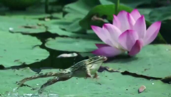 青蛙戏荷、天鹅嬉戏！夏日里的微山湖红荷湿地生机盎然