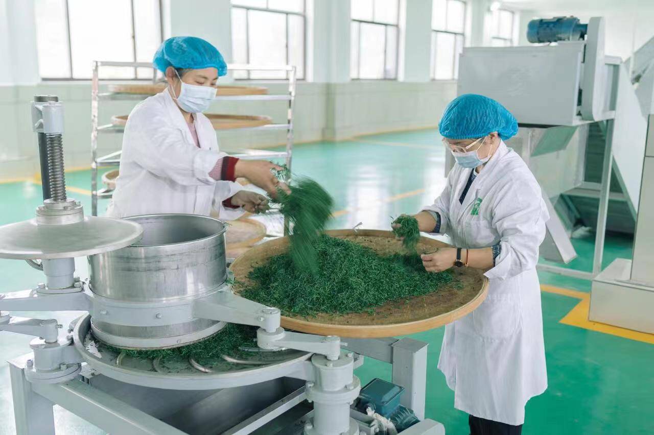 泰安市岱岳区现代食品产业链专班：推动泰山茶产业提质增效