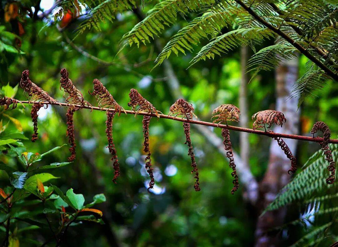 像猴子、像小鸟、像千手观音……济南这场“热带雨林珍稀植物”摄影作品展不容错过！
