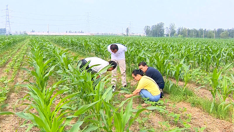 德州陵城区：农技人员指导高温高湿天气田间管理 助力玉米大豆带状复合种植