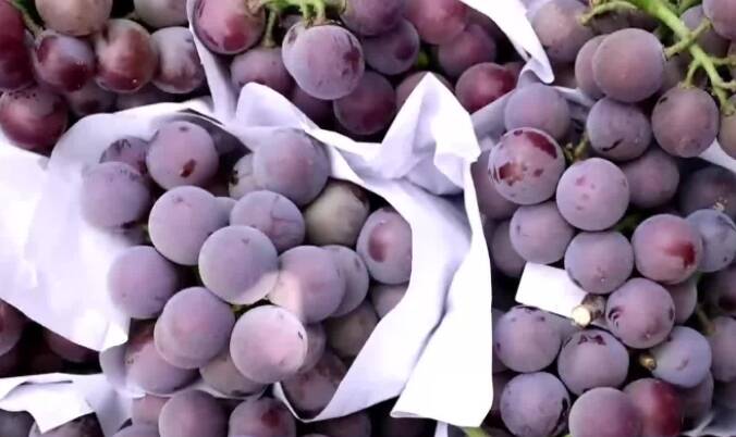 每天2万多斤葡萄销往全国，滕州小山村畅享“甜蜜经济”
