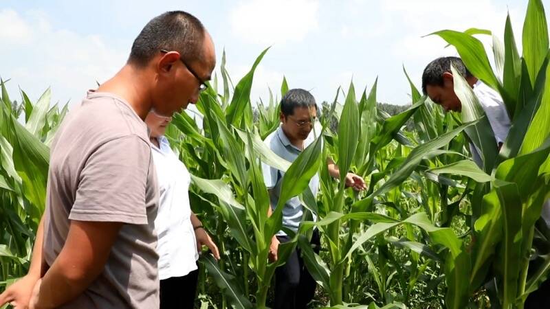 泰安新泰市：农技专家进田间 指导雨后作物管理