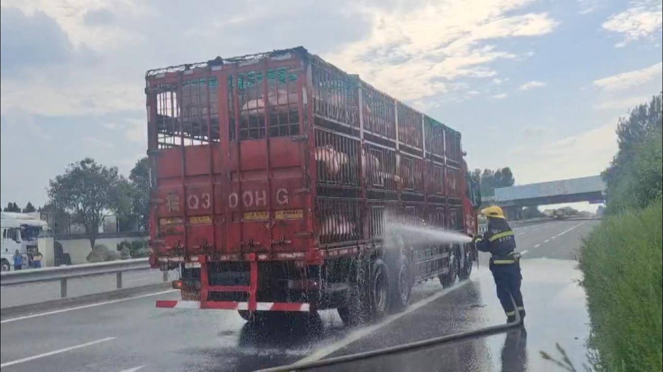 兰陵：高温天气230头活猪险中暑 消防员喷水降温挽回损失三十万元