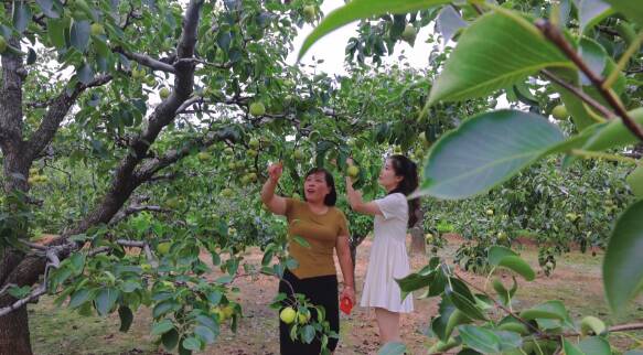 两亩梨能卖到五六万，滕州酥梨让村民腰包“鼓了”